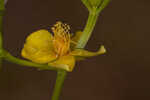 Roundpod St. Johnswort